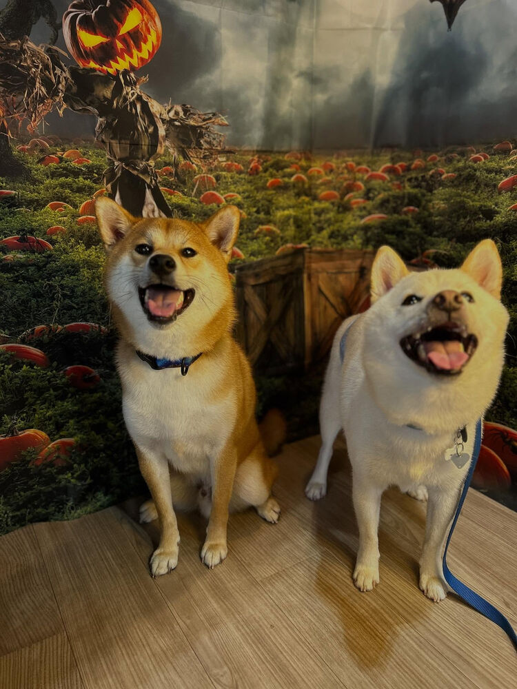 ブログ