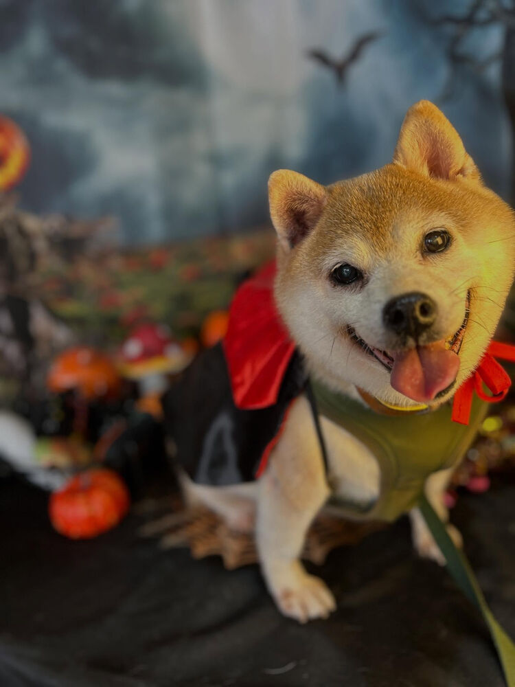 ブログ