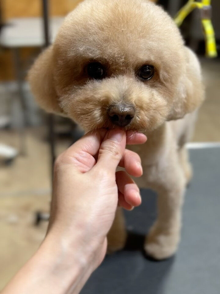 ブログ
