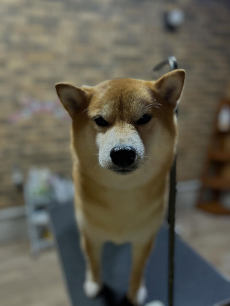 ブログ