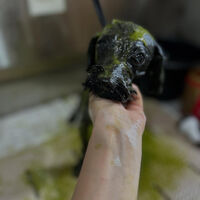 ブログ