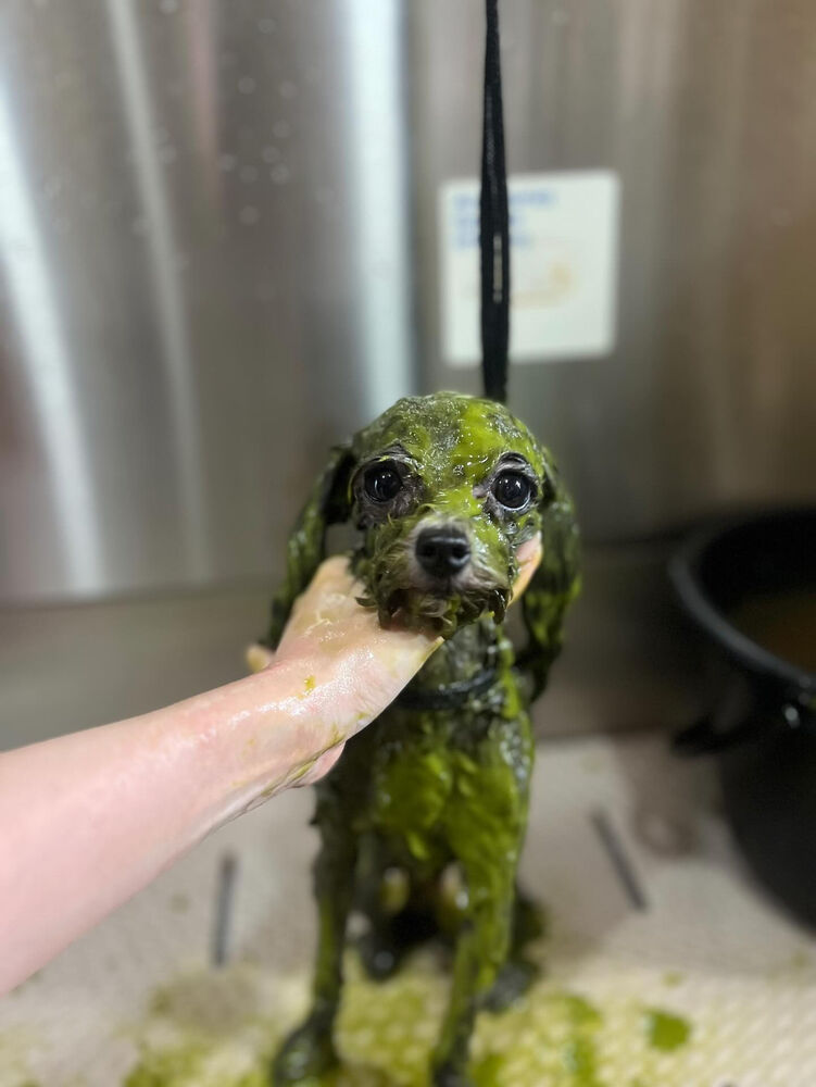 ブログ