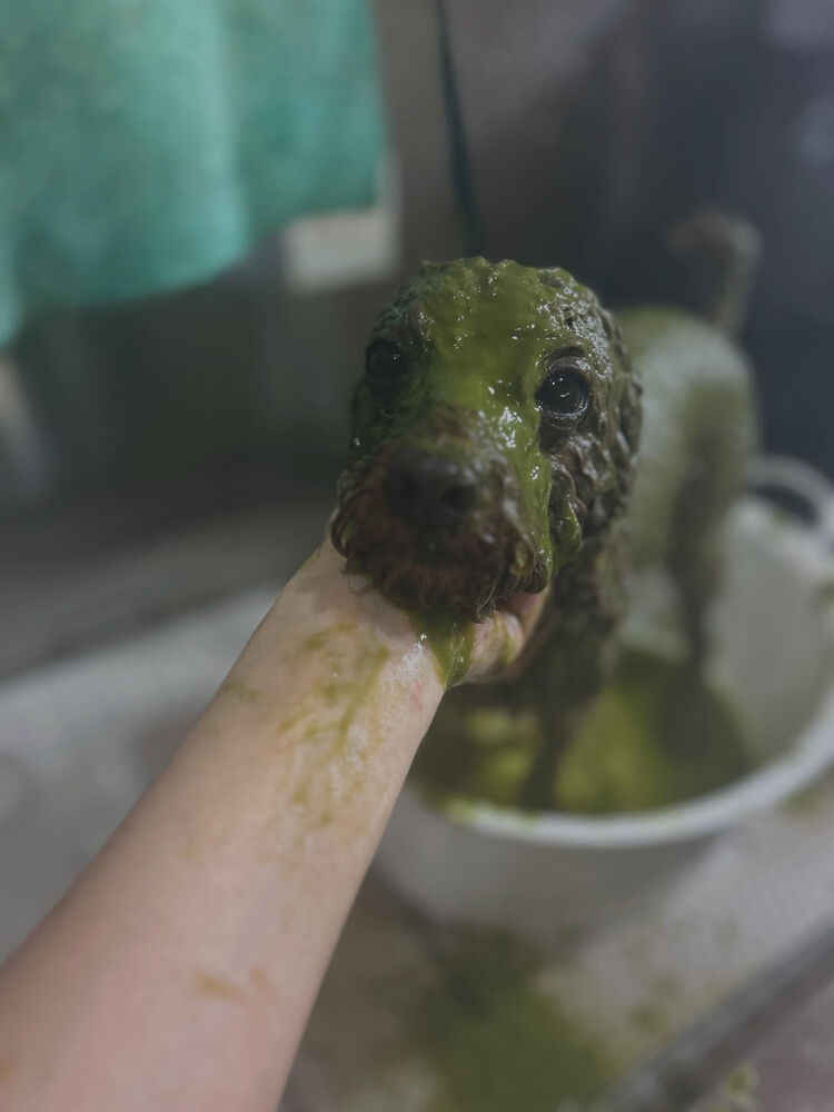ブログ