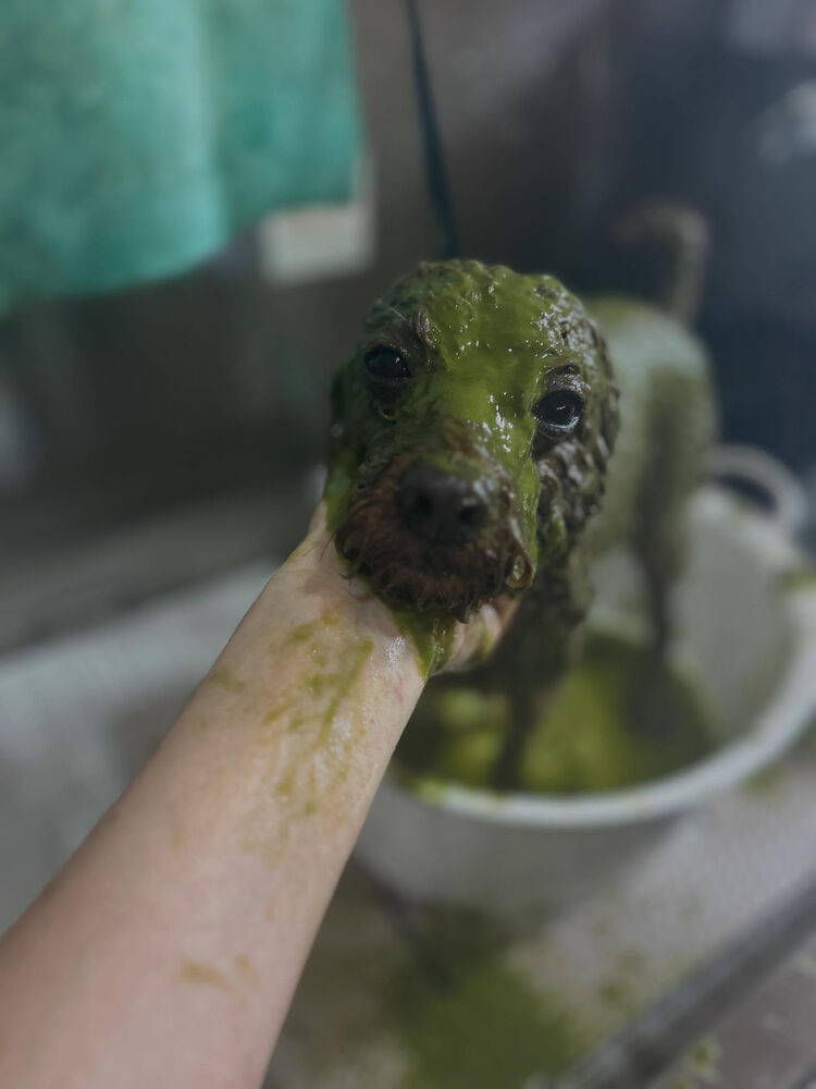 ブログ