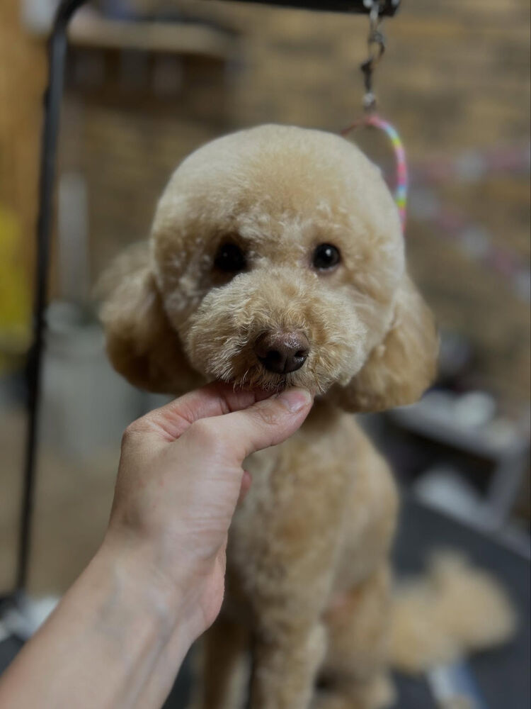 ブログ