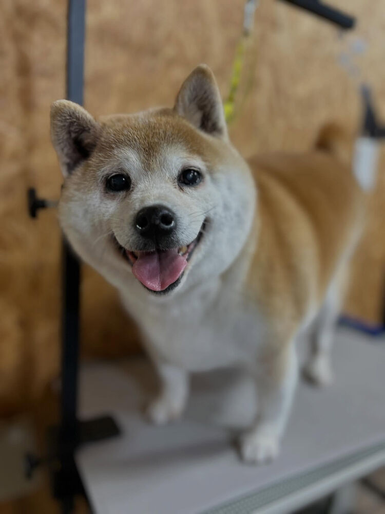 ブログ