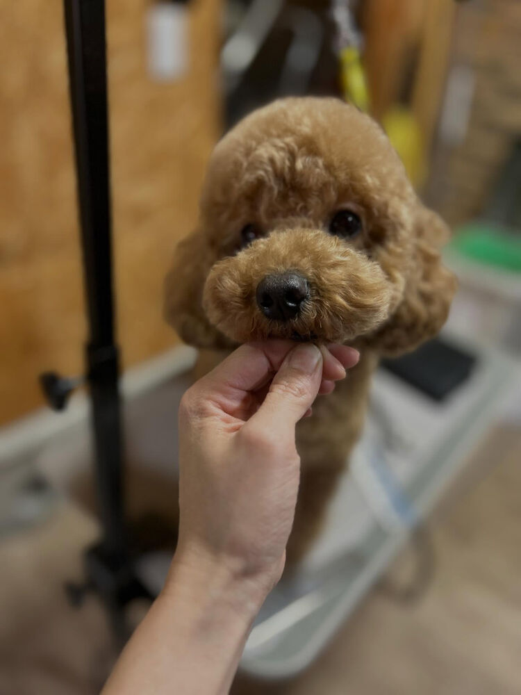 ブログ