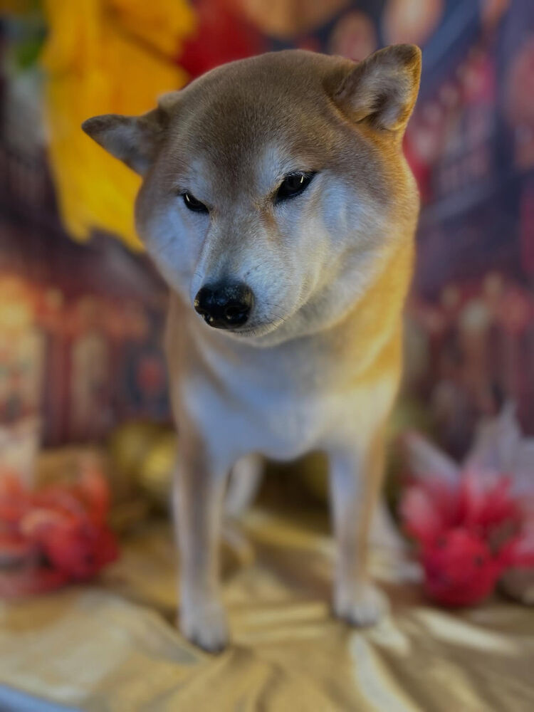 ブログ