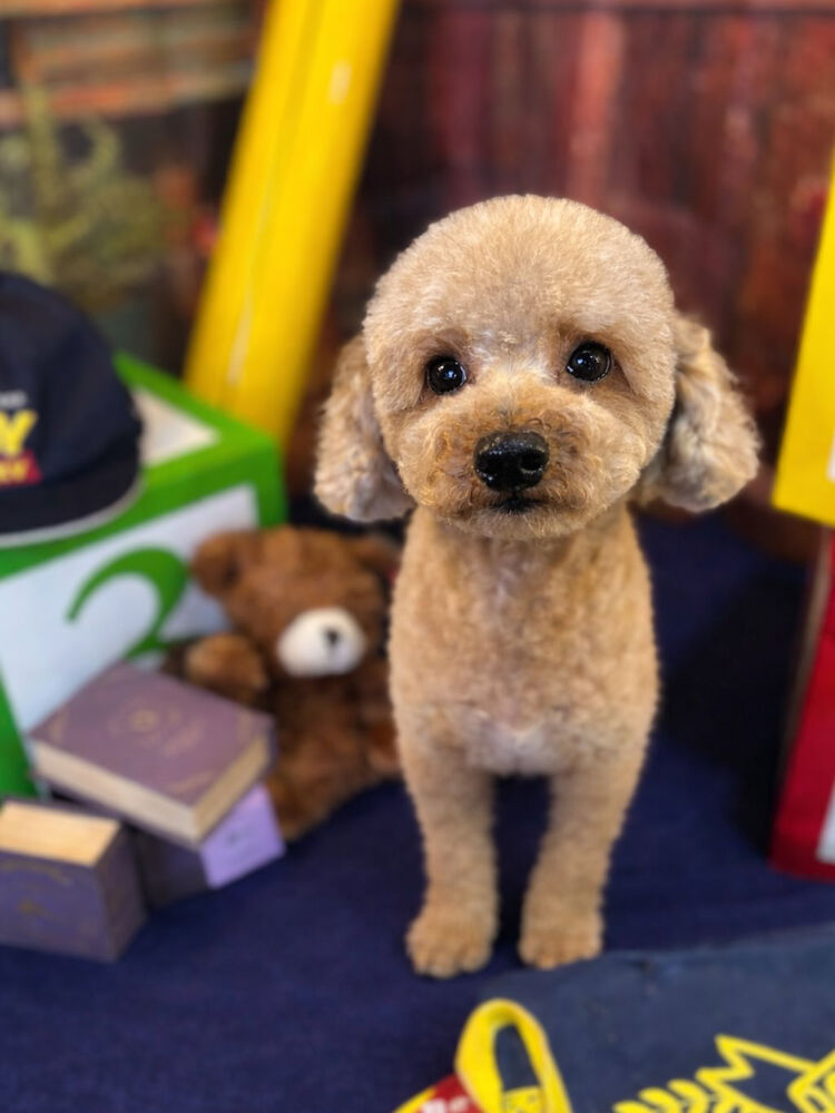 ブログ