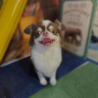 ブログ