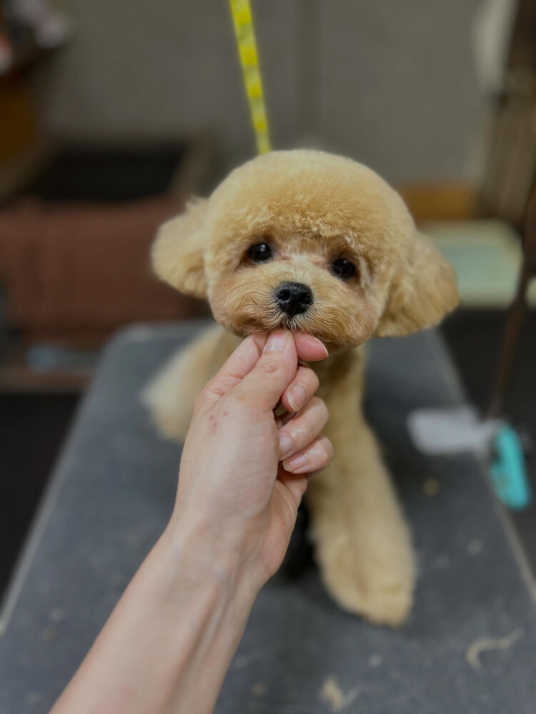 ブログ