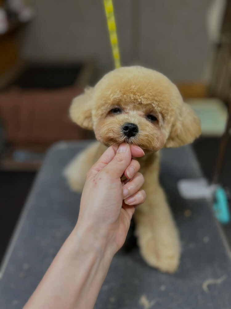 ブログ