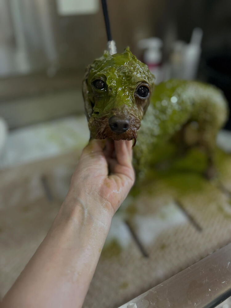 ブログ