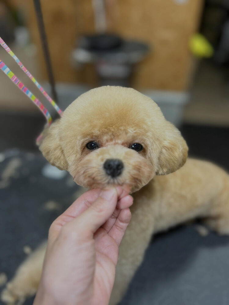 ブログ