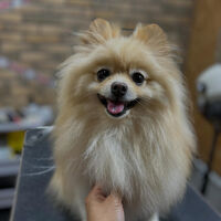ブログ