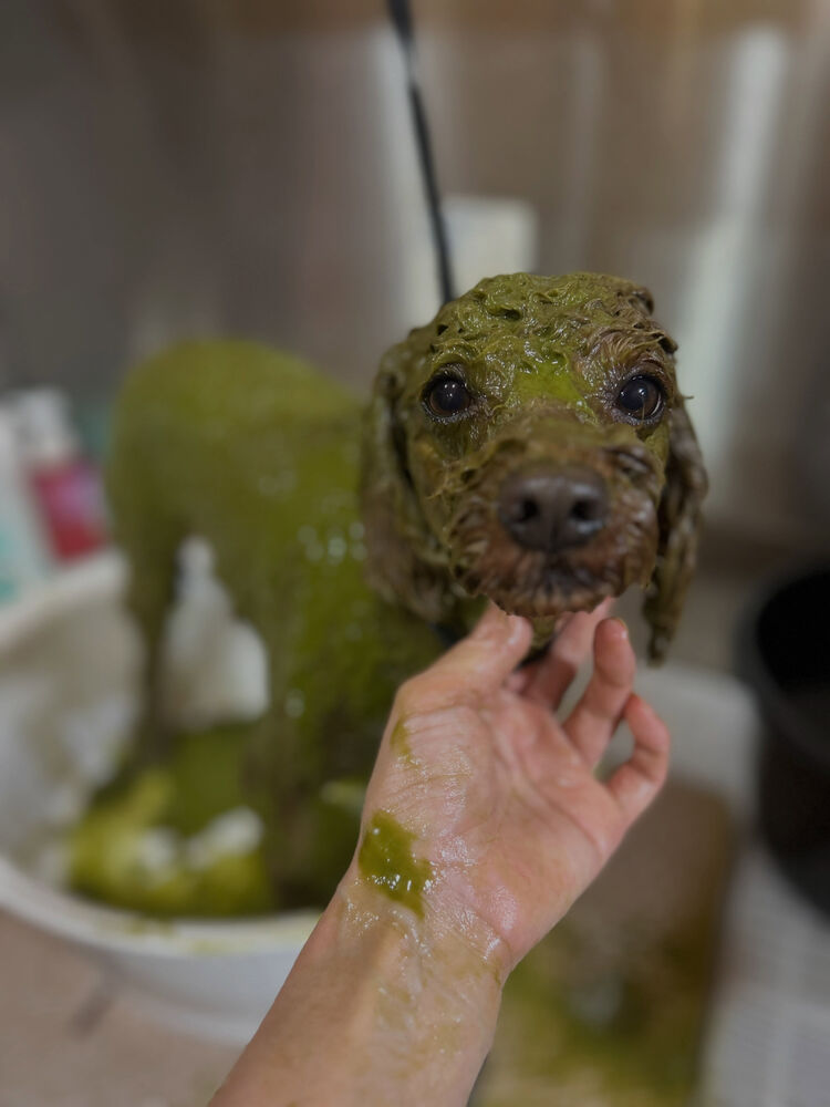 ブログ