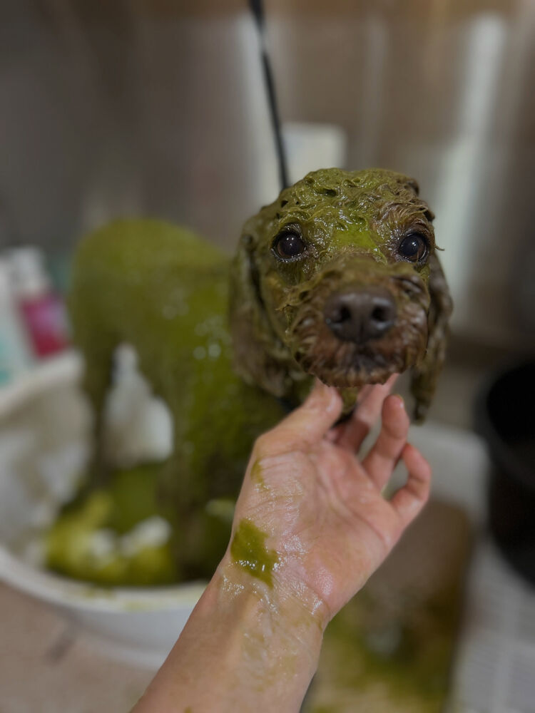 ブログ