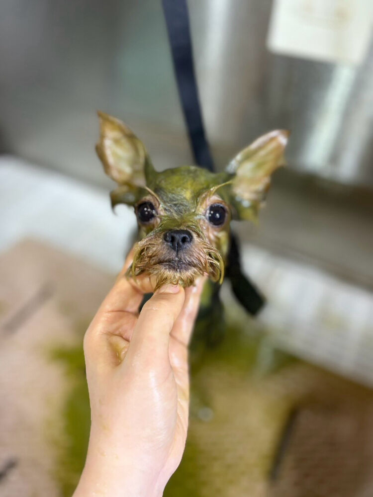 ブログ