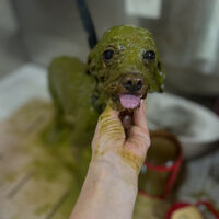 ブログ