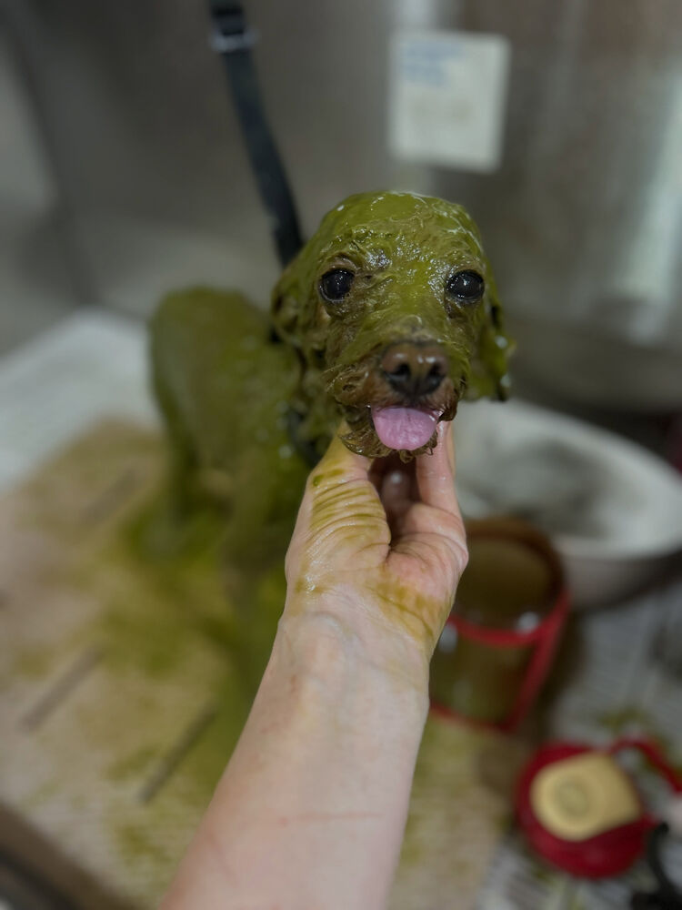 ブログ