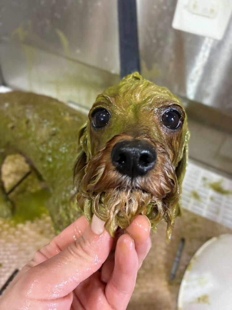 ブログ