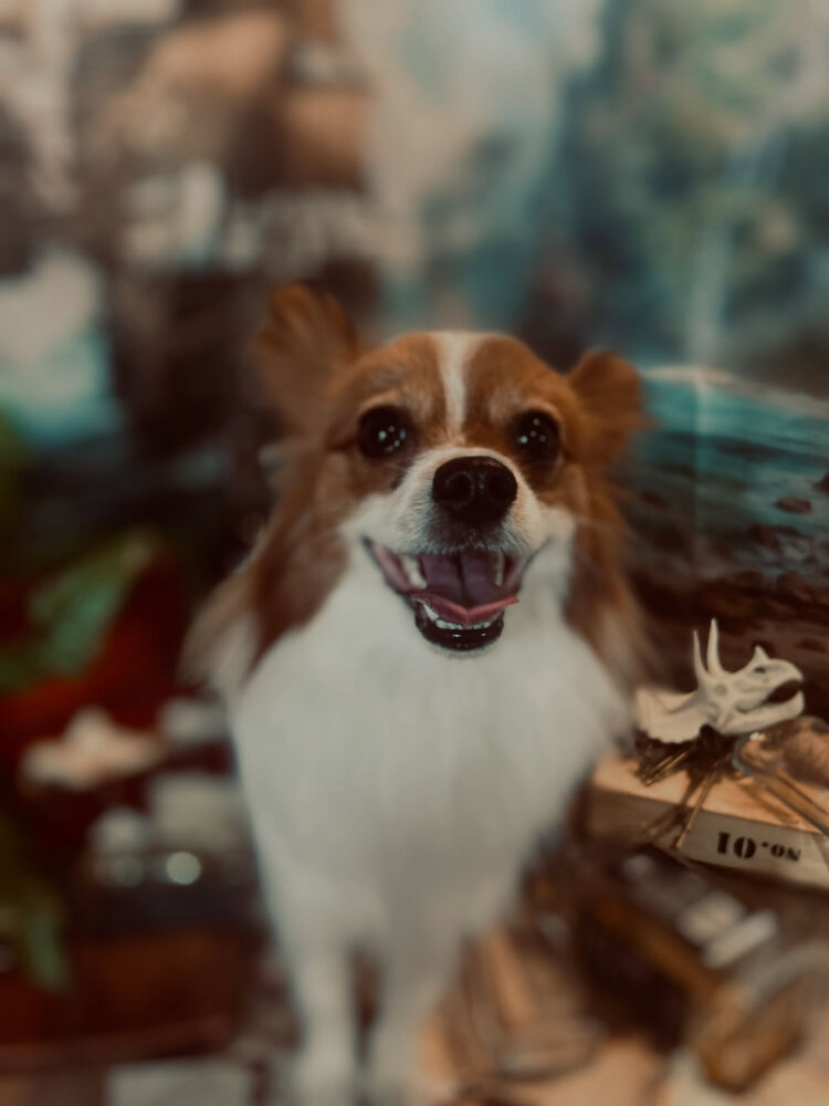 ブログ