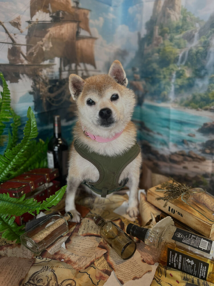 ブログ