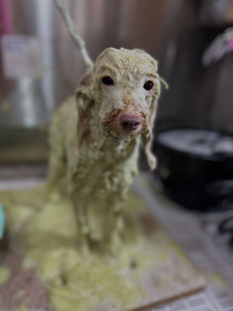 ブログ