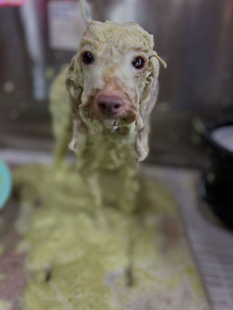 ブログ