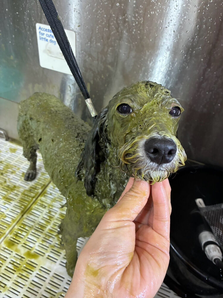 ブログ
