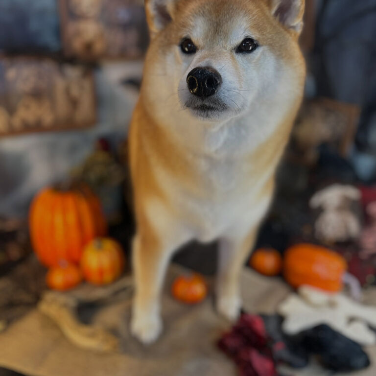 ブログ