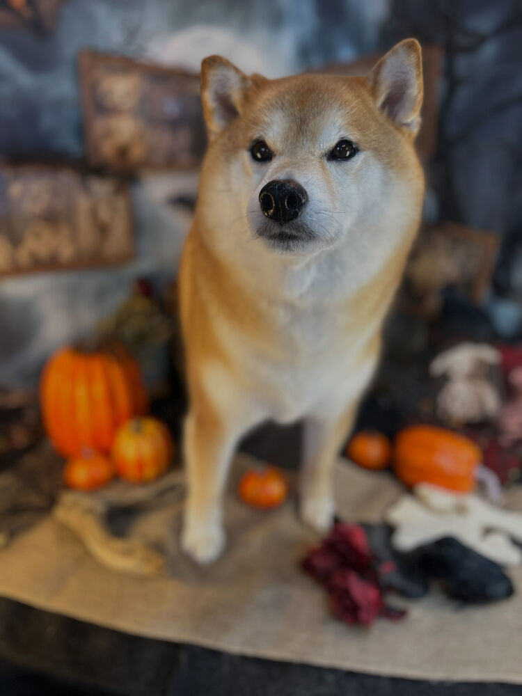 ブログ