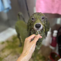 ブログ