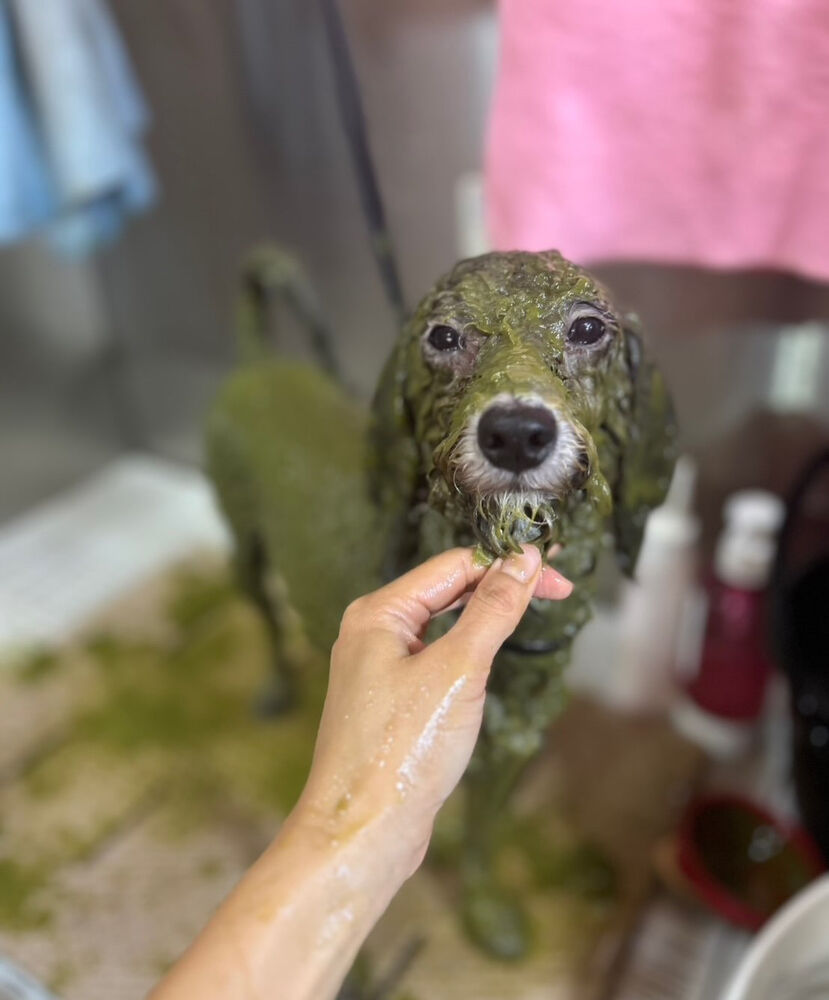 ブログ