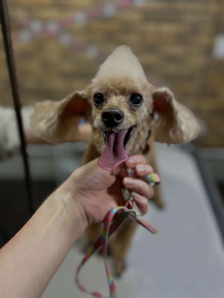 ブログ