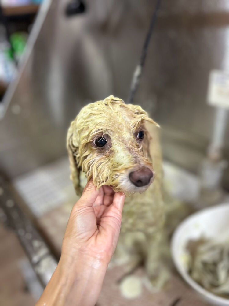 ブログ