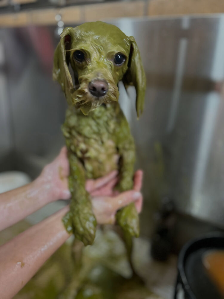 ブログ