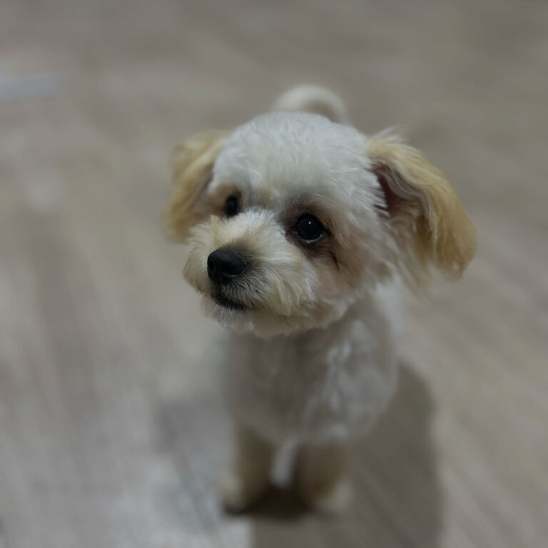 ブログ