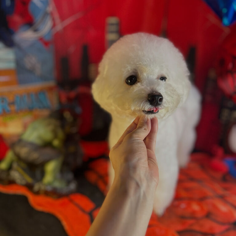 ブログ