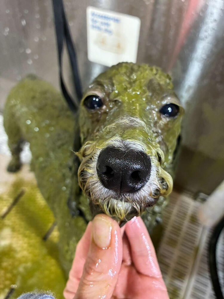 ブログ