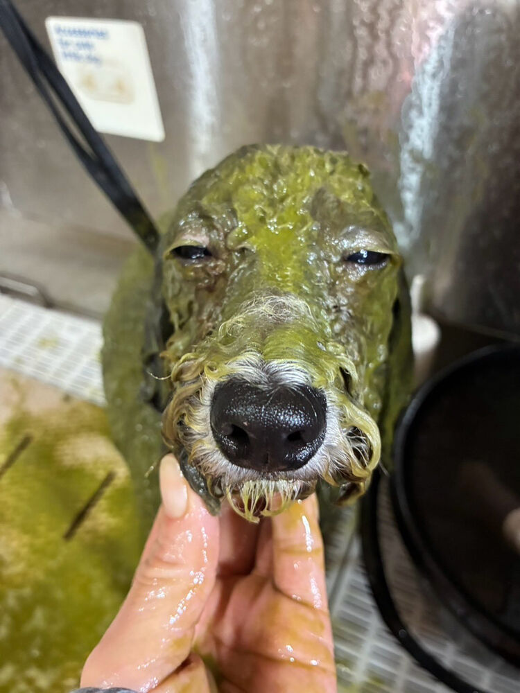 ブログ