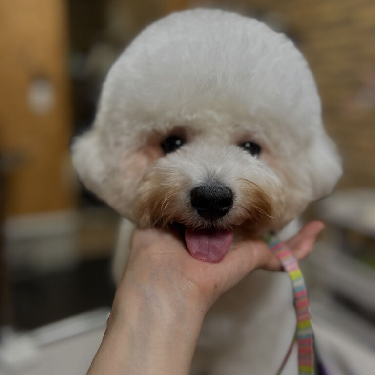 ブログ