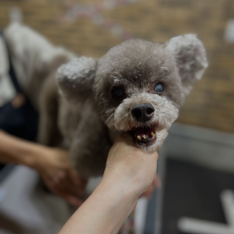 ブログ