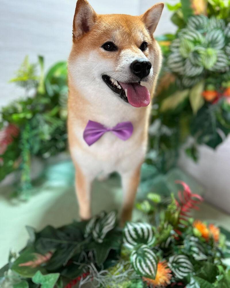 ブログ