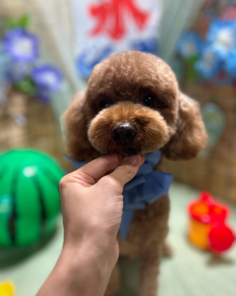 ブログ
