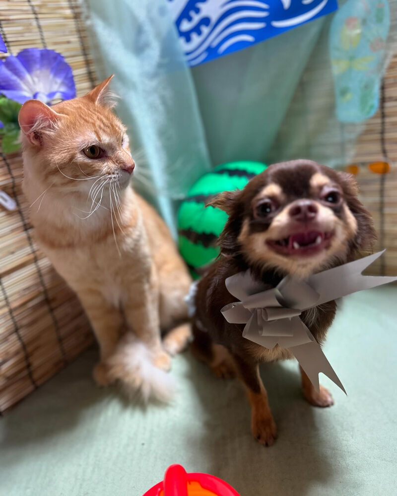 ブログ