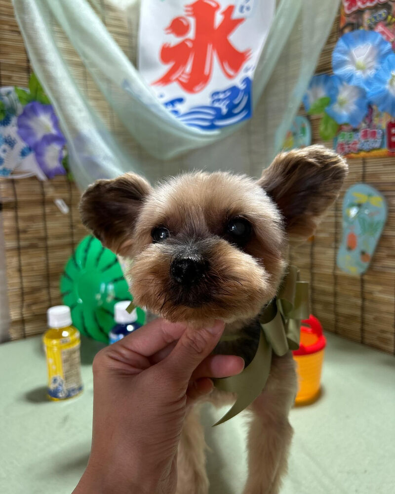 ブログ