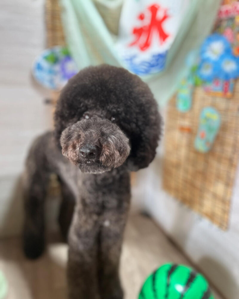 ブログ