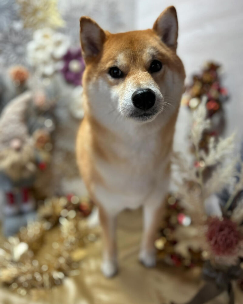 ブログ