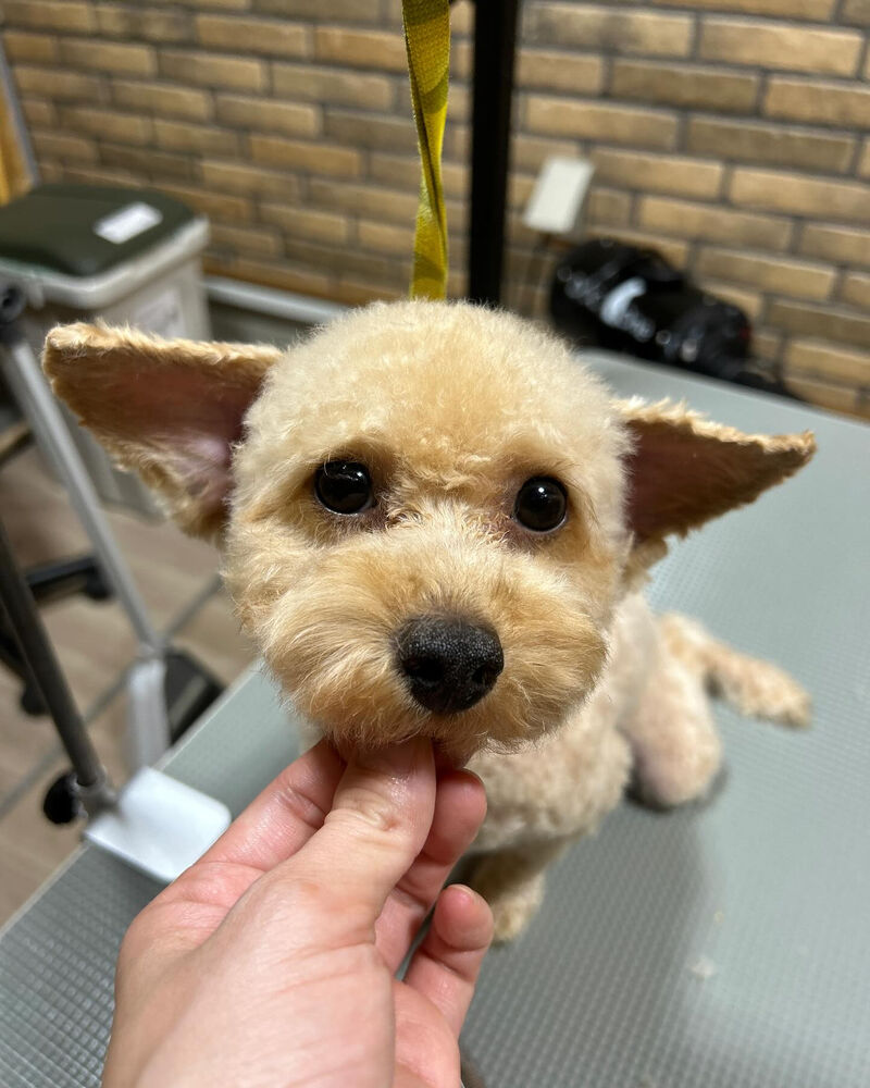 ブログ